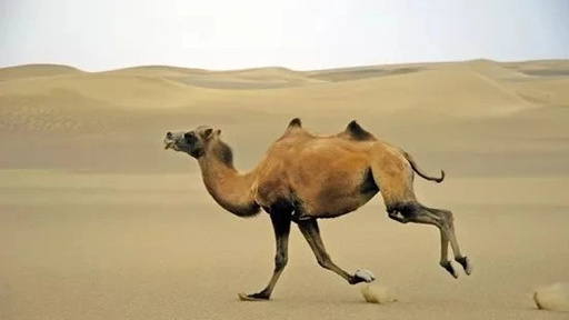 沙漠骆驼钢琴谱 展展与罗罗 燃起斗志，唤醒了对生活的无尽热情8