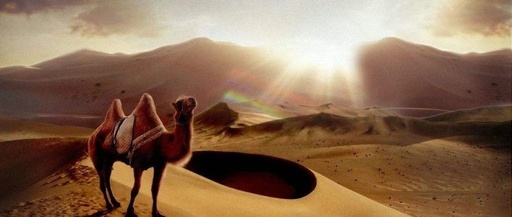 沙漠骆驼钢琴谱 展展与罗罗 燃起斗志，唤醒了对生活的无尽热情9