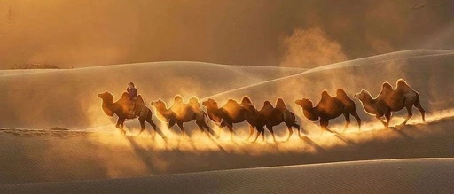 沙漠骆驼简谱-展展与罗罗-歌声中飘荡着一种洒脱和向往12