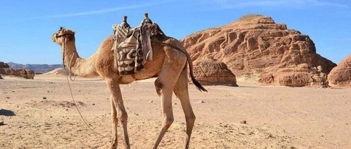 沙漠骆驼钢琴谱 展展与罗罗 燃起斗志，唤醒了对生活的无尽热情10